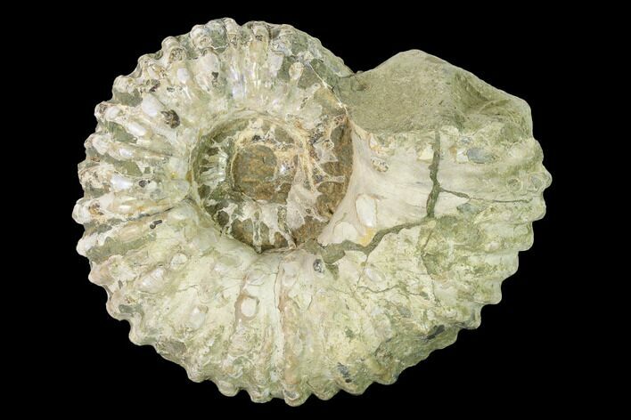 Bumpy Ammonite (Douvilleiceras) Fossil - Madagascar #160374